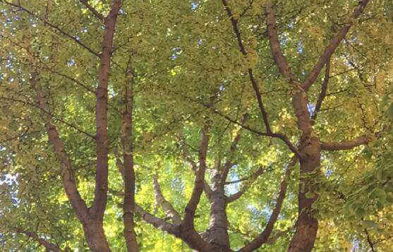 烏魯木齊注冊公司機構代碼查詢及辦理步驟介紹